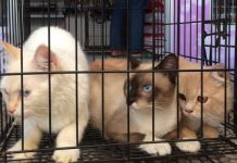 Waspada! Penipuan Jual Beli Kucing Online Kembali Makan Korban